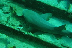 Ginglymostoma cirratum
