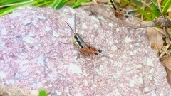 Boopedon rufipes