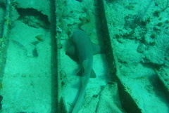 Ginglymostoma cirratum