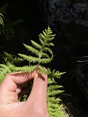 Phegopteris connectilis