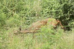 Tragelaphus scriptus