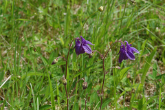 Aquilegia vulgaris
