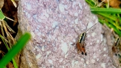 Boopedon rufipes