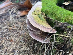 Trametes versicolor