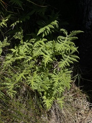 Phegopteris connectilis