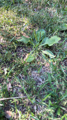 Plantago
