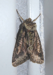 Allophyes oxyacanthae