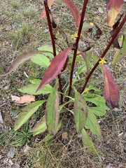 Solidago virgaurea