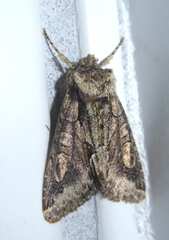 Allophyes oxyacanthae