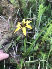 Baeometra uniflora