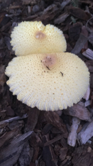 Leucocoprinus