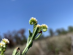 Euploca procumbens