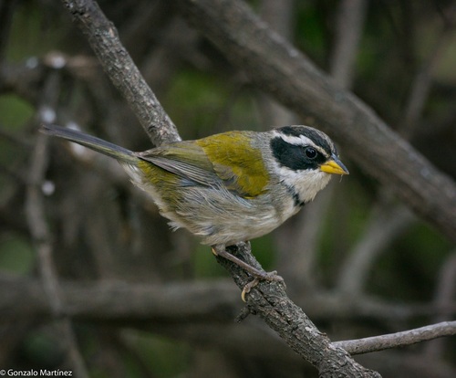 Moss-backed Sparrow (Arremon dorbignii), photo 8