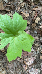 Hydrastis canadensis