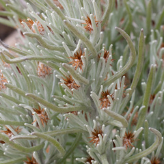 Syncarpha gnaphaloides