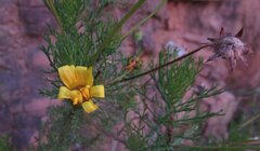 Ursinia