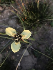 Moraea tricuspidata