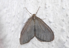 Epirrita christyi