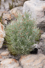 Syncarpha gnaphaloides