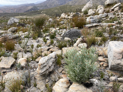 Syncarpha gnaphaloides