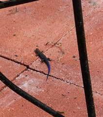 Plestiodon