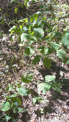 Toxicodendron rydbergii