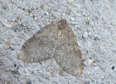 Epirrita christyi