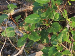 Populus balsamifera