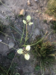 Moraea tricuspidata