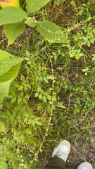 Agrimonia gryposepala