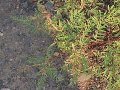 Astragalus tenellus