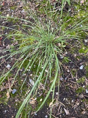 Trisetum spicatum