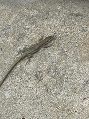 Podarcis virescens