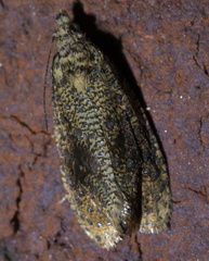 Olethreutes astrologana