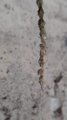 Allocyclosa