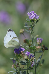 Pieris rapae
