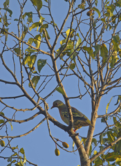Treron fulvicollis
