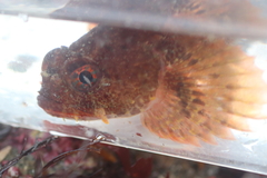 Hemilepidotus hemilepidotus