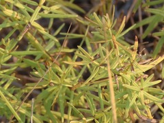 Galium boreale