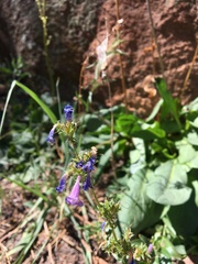 Penstemon virens