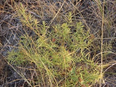 Galium boreale