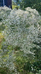 Eupatorium hyssopifolium