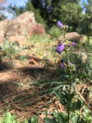 Penstemon virens