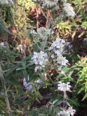 Pycnanthemum