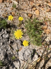 Cotula pruinosa