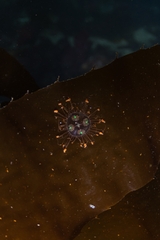 Vallentinia adherens