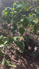 Toxicodendron rydbergii