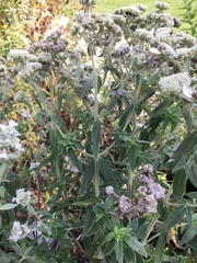 Pycnanthemum