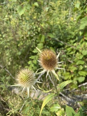 Dipsacus