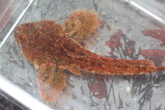 Hemilepidotus hemilepidotus